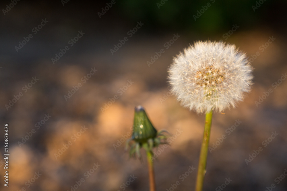 Isolated Dandelion fluff ball in evening light Isolated Dandelion fluff ball in evening light