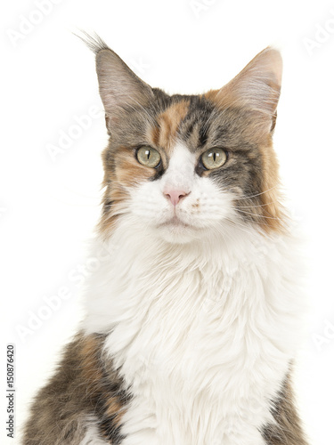 Tortoiseshell main coon cat portrait on a white background glancing away