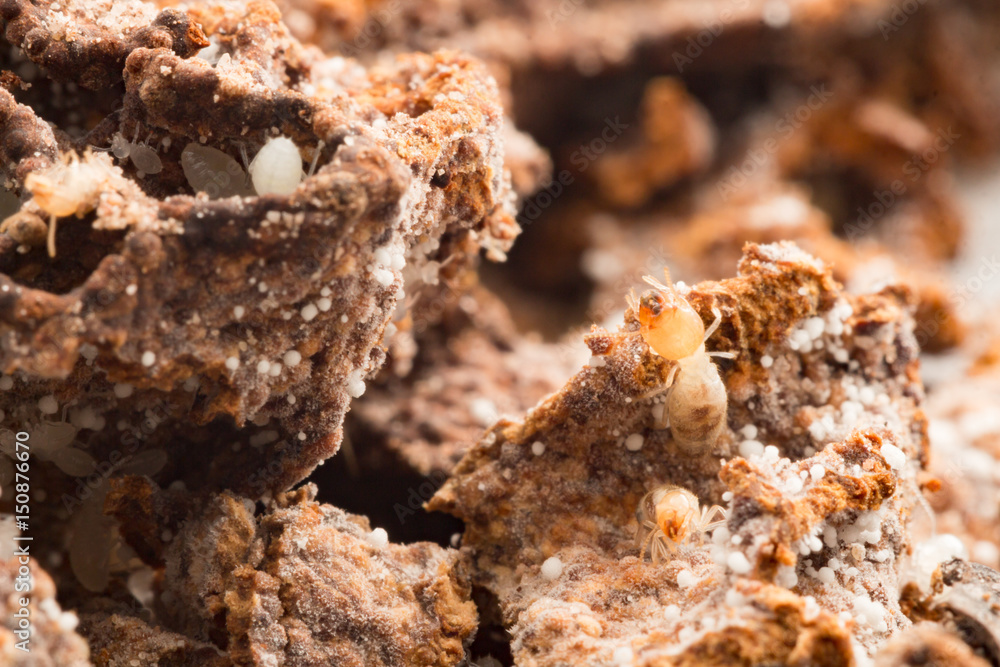 termites damage home, macro close up termites in anthill termites damage home, macro close up termites in anthill