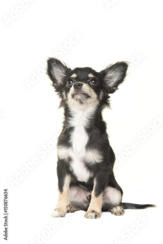 Fototapeta Naklejka Na Ścianę i Meble -  Adult chihuahua dog sitting and looking up isolated on a white background