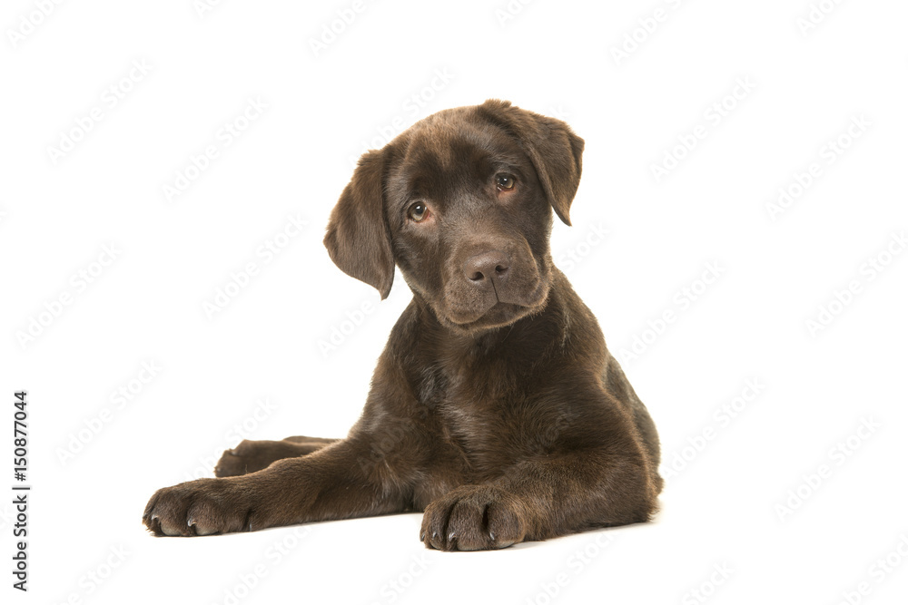 4 months old brown labrador retriever puppy lying down seen from the front, with its paws to the left tilting its head and looking at the camera isolated on a white background