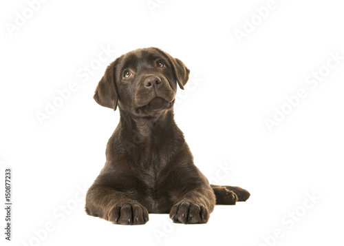 Fototapeta Naklejka Na Ścianę i Meble -  4 months old brown labrador retriever puppy lying down seen from the front, with its paws in front of her and looking up isolated on a white background