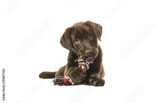 Fototapeta Naklejka Na Ścianę i Meble -  Brown labrador retriever puppy lying down seen from the front, with its paws in front chewing on  a knotted rope bone and looking cute straight at the camera isolated on a white background