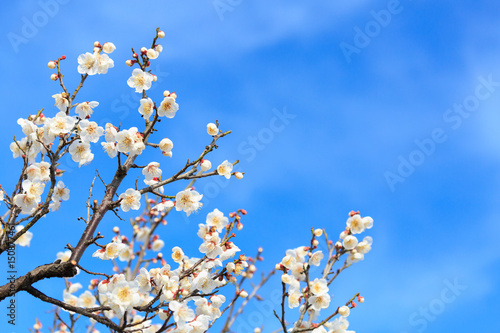 Fototapeta Naklejka Na Ścianę i Meble -  梅の花
