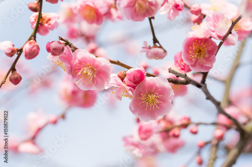 Fototapeta Naklejka Na Ścianę i Meble -  梅の花