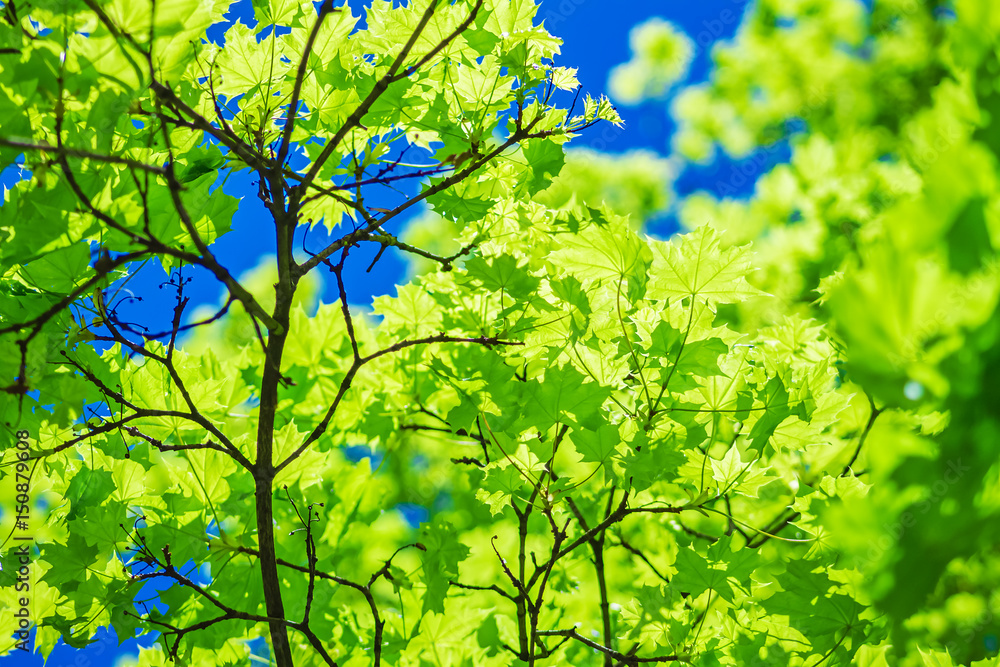 bright green spring maple leaves on the branch with the background of the clear blue sky, abstract natural wallpaper