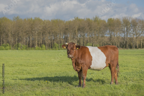 One brown dutch belted lakenvelder cow seen from the side standing in a meadow