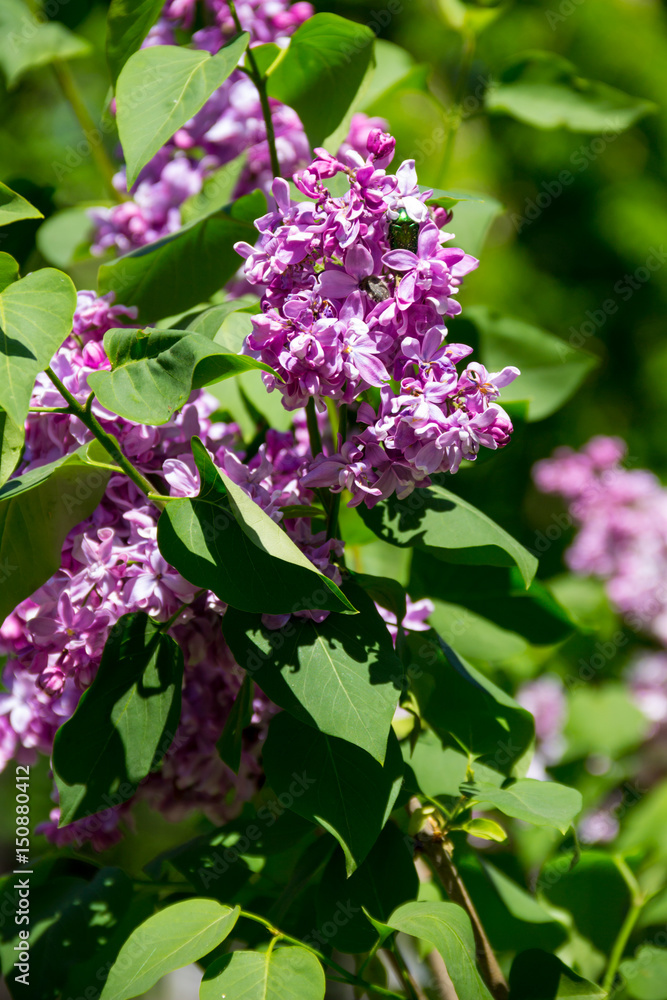 Purple lilac flowers on a bush Purple lilac flowers on a bush