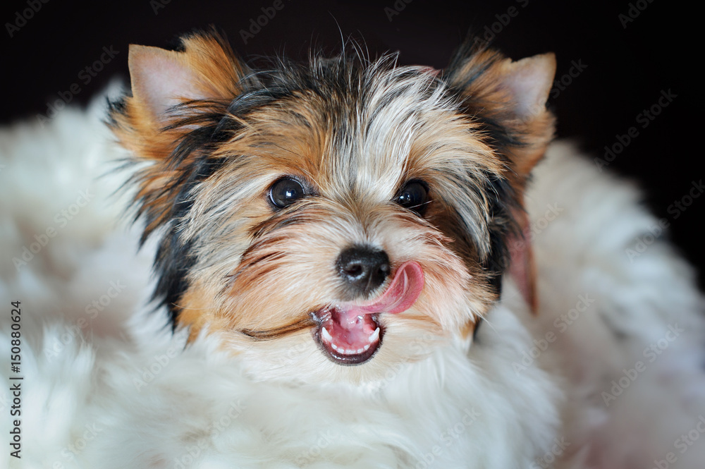 Wrap personale Psykologisk Beaver york dog. Beaver Yorkshire Terrier. Puppy, friend, baby, groomer.  Stock-foto | Adobe Stock