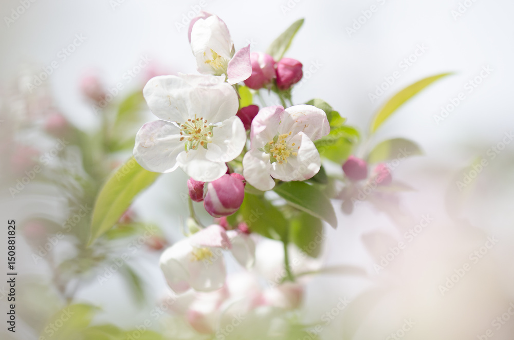 Obraz premium Blooming soft pink apple blossom on a sunny day with natural background