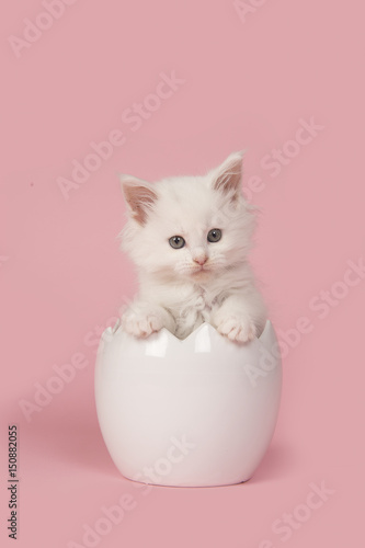 Fototapeta Naklejka Na Ścianę i Meble -  Cute white main coon baby cat sitting in a easter egg on a pink background