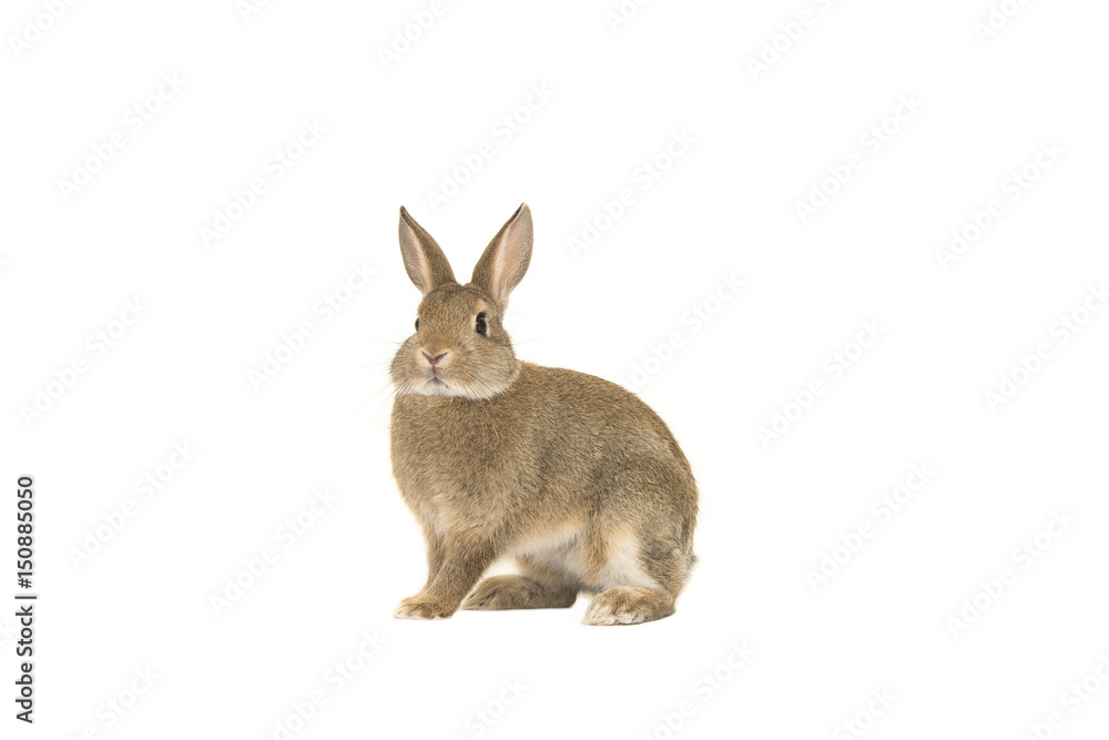 Fototapeta premium Pretty brown rabbit looking at the camera seen from the side isolated on a white background
