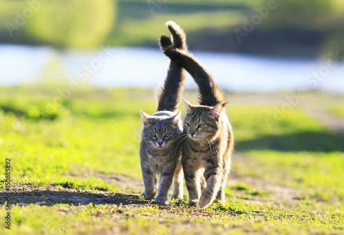 two cute striped kitten walking together in an embrace on a green meadow and ...