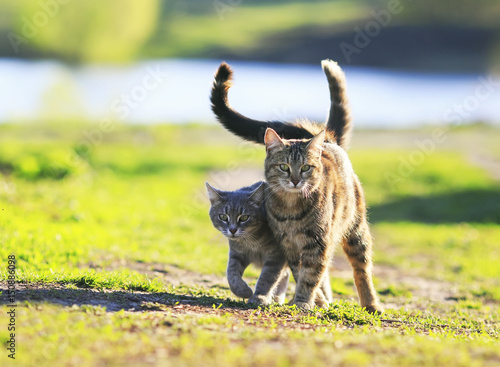 two cute striped kitten walking together in an embrace on a green meadow and ...