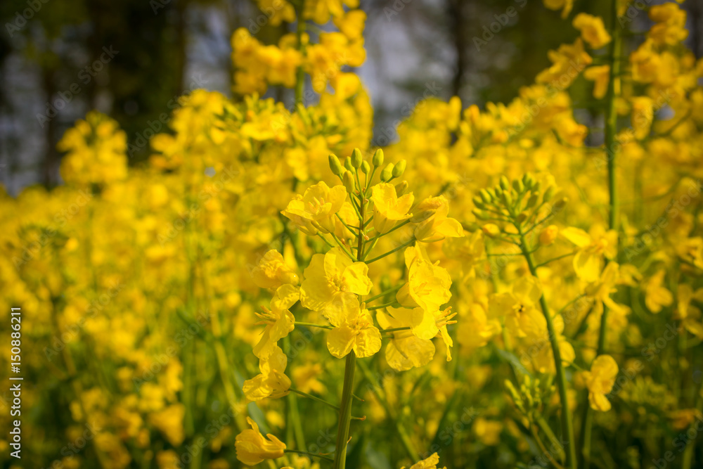 Rapsfeld, sommer Rapspflanze Rapsfeld, sommer Rapspflanze
