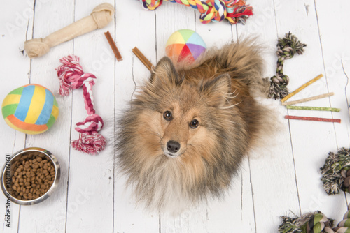 Fototapeta Naklejka Na Ścianę i Meble -  Adult shetland sheepdog seen from above looking up with on the floor all kinds of doggy stuff like bones, toys and food