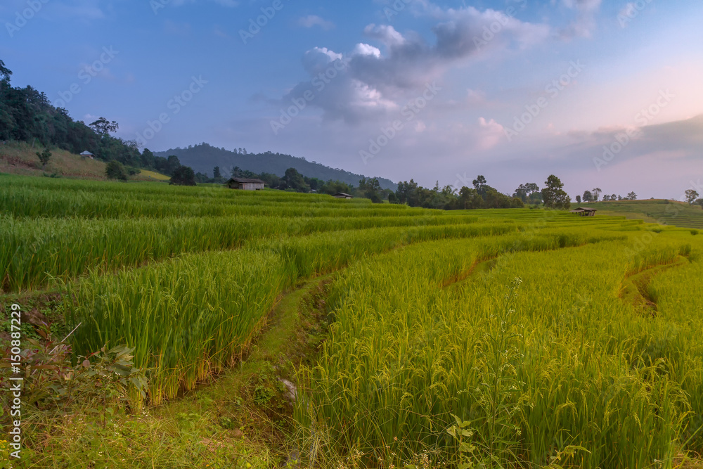 Terraced Rice Field with Hut and Mountain Background , Chiang Mai in Thailand ,Blur Background

