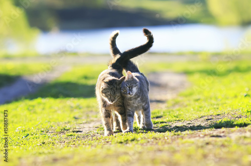 two cute striped kitten walking arm in arm on the green meadow in Sunny summe...