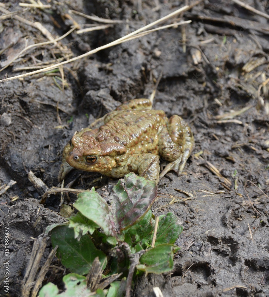 Frog Frog