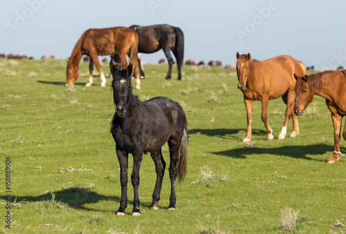 Horses in pasture on nature © schankz