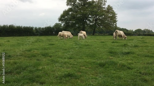 vaches charolaises dans pré
