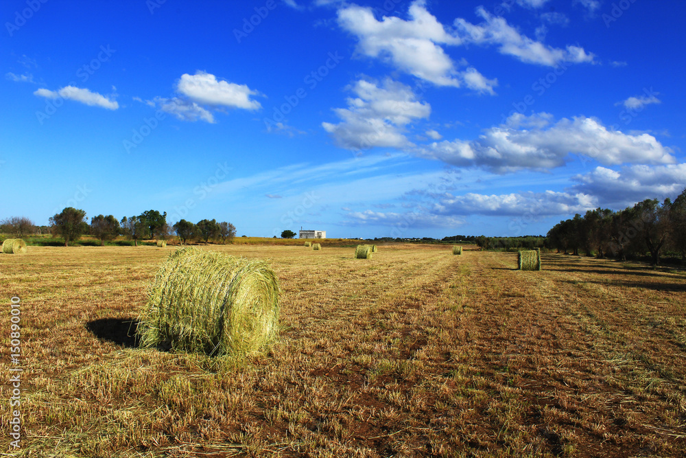 Giornata di sole nelle campagne del Salento Giornata di sole nelle campagne del Salento