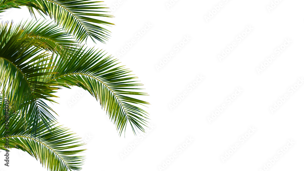 Fototapeta premium Palma, liście palmowe, liście palmowe na białym tle