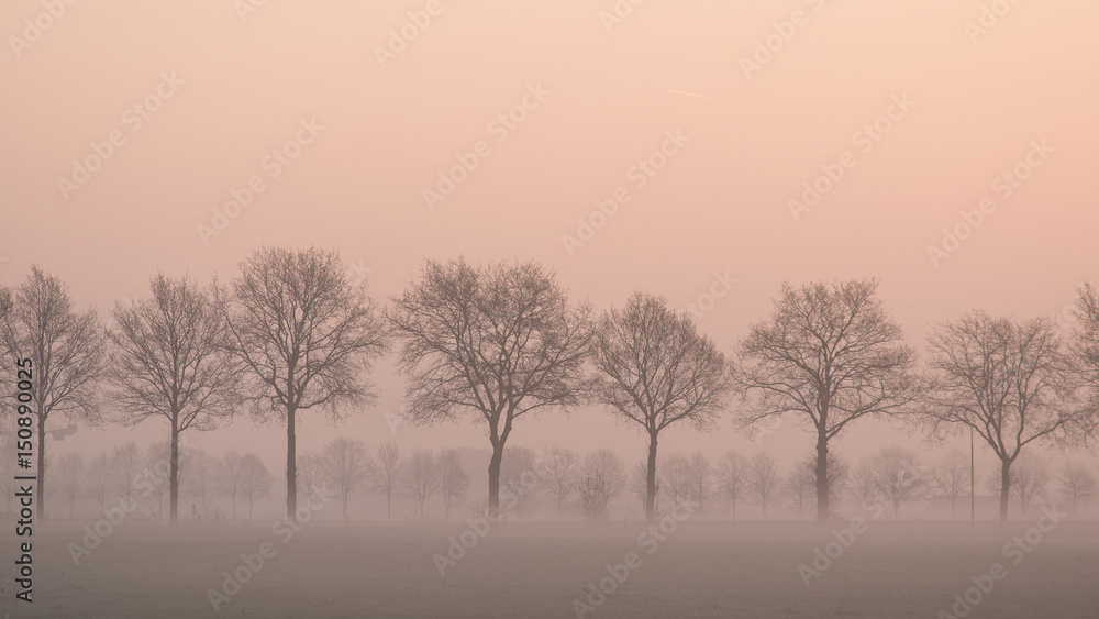 Landscape with a row of trees and a grass field with fence on a misty morning
