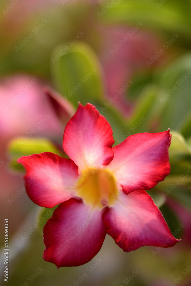 Adenium Desert Flowers in Festival city, Dubai, United Arab Emirates Adenium Desert Flowers in Festival city, Dubai, United Arab Emirates