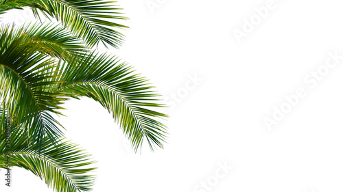 palme, palmwedel, palmblätter vor weißem hintergrund
