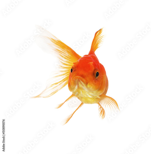 fish gold on white background