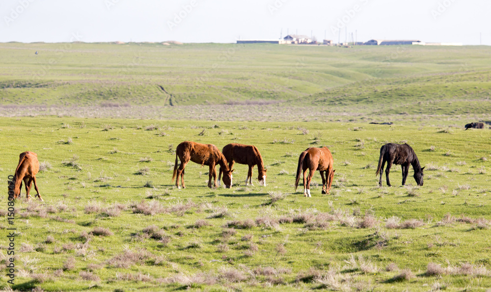 Horses in pasture on nature Horses in pasture on nature