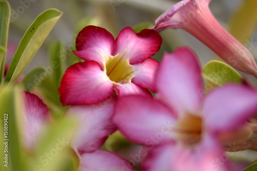 Adenium Desert Flowers in Festival city  Dubai  United Arab Emirates