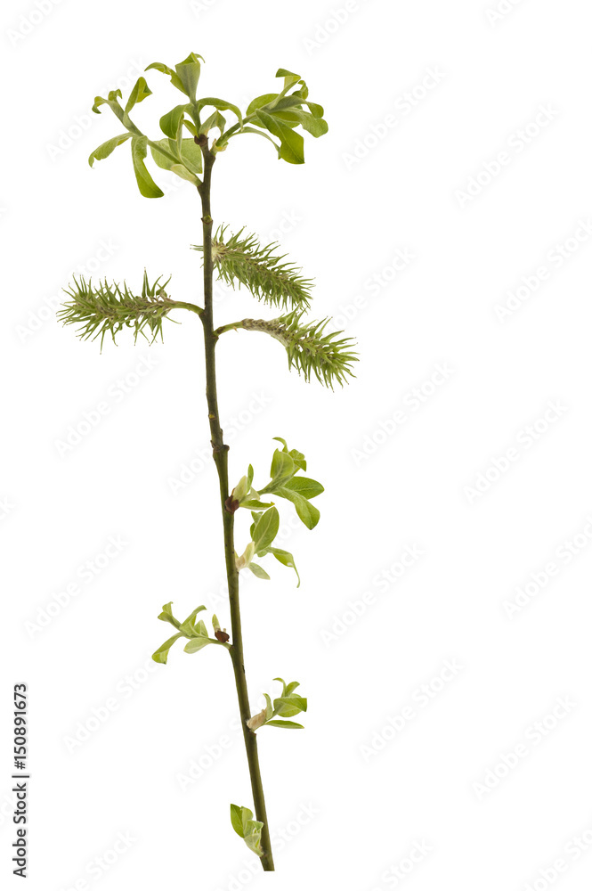 Naklejka premium Twig of willow with female catkins. Twig of willow with female catkins isolated on a white background.