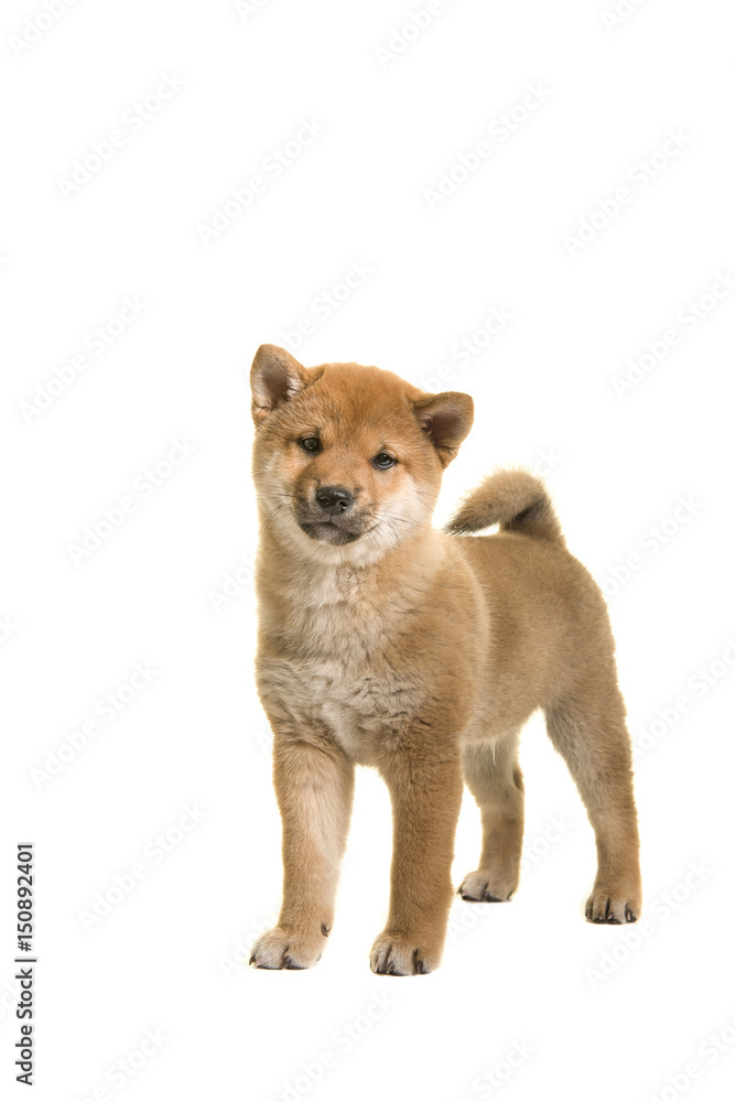 Shiba Inu puppy dog standing looking at the camera isolated on a white background