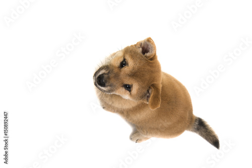 Fototapeta Naklejka Na Ścianę i Meble -  Shiba Inu puppy dog sitting looking up seen from above isolated on a white background