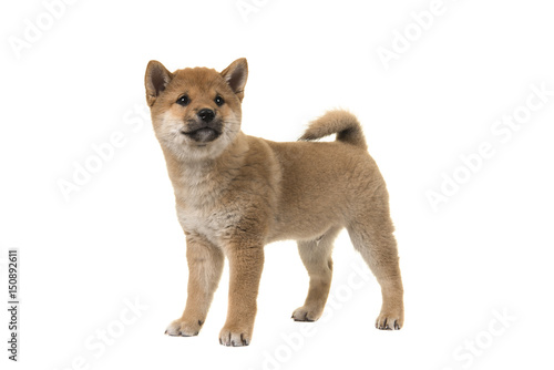 Fototapeta Naklejka Na Ścianę i Meble -  Shiba Inu puppy dog standing seen from the side glancing away isolated on a white background