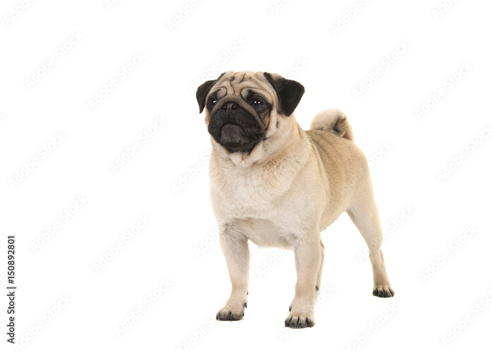 Standing adult pug glancing away isolated on a white background