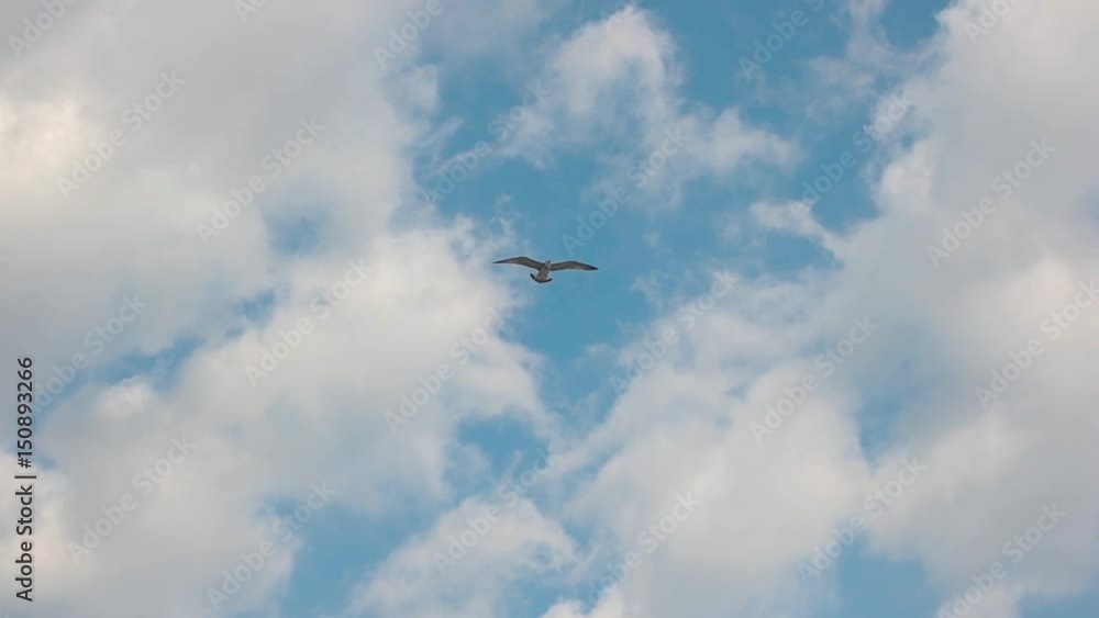 Seagull flying in slow motion. Bird in the sky. Through the clouds. Seagull flying in slow motion. Bird in the sky. Through the clouds.