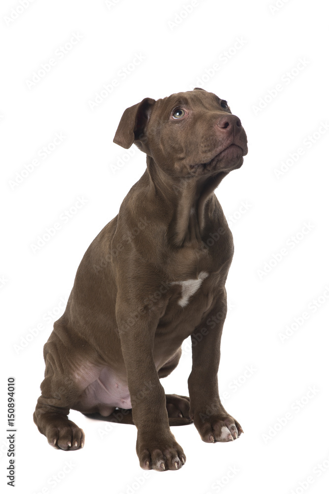 Brown pitbull puppy sitting and looking up isolated on a white background