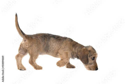 Young wirehaired dachshund sniffing around seen from the side isolated on a white background