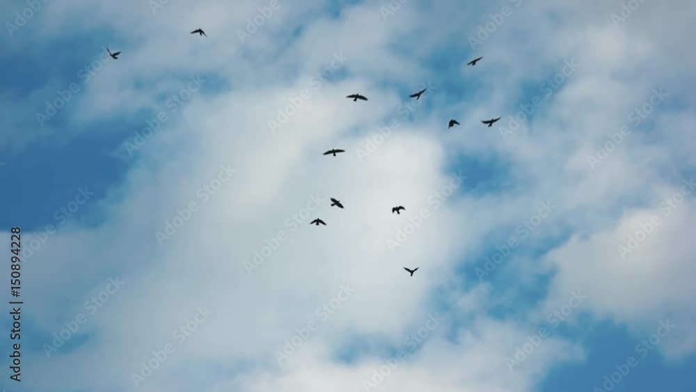 Silhouettes of flying birds. Gulls, sky and clouds. Study of ecosystem. Silhouettes of flying birds. Gulls, sky and clouds. Study of ecosystem.