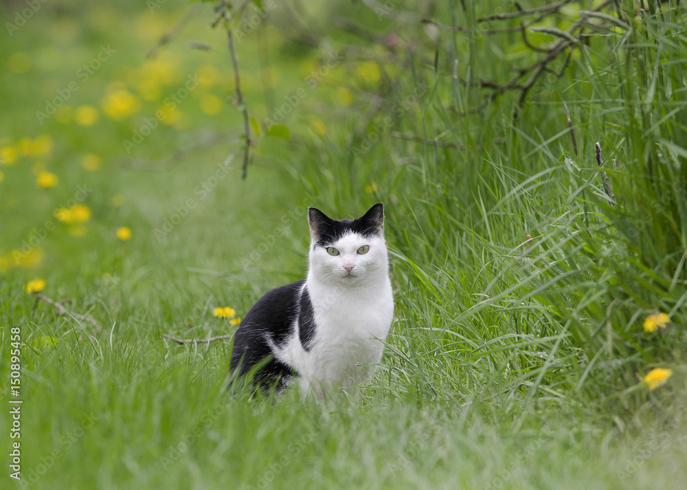 Black and white cat sitting in a grass with dandelions in a orchard looking at the camera Black and white cat sitting in a grass with dandelions in a orchard looking at the camera