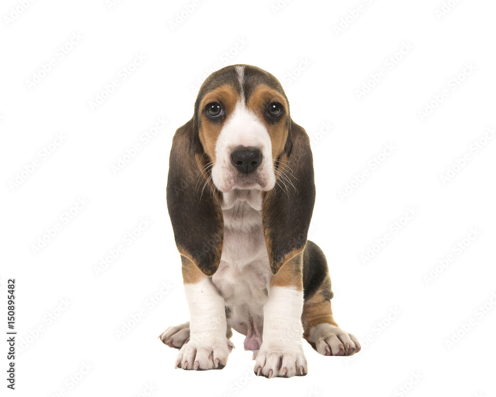 Cute sitting basset artesien normand puppy isolated on a white background seen from the front