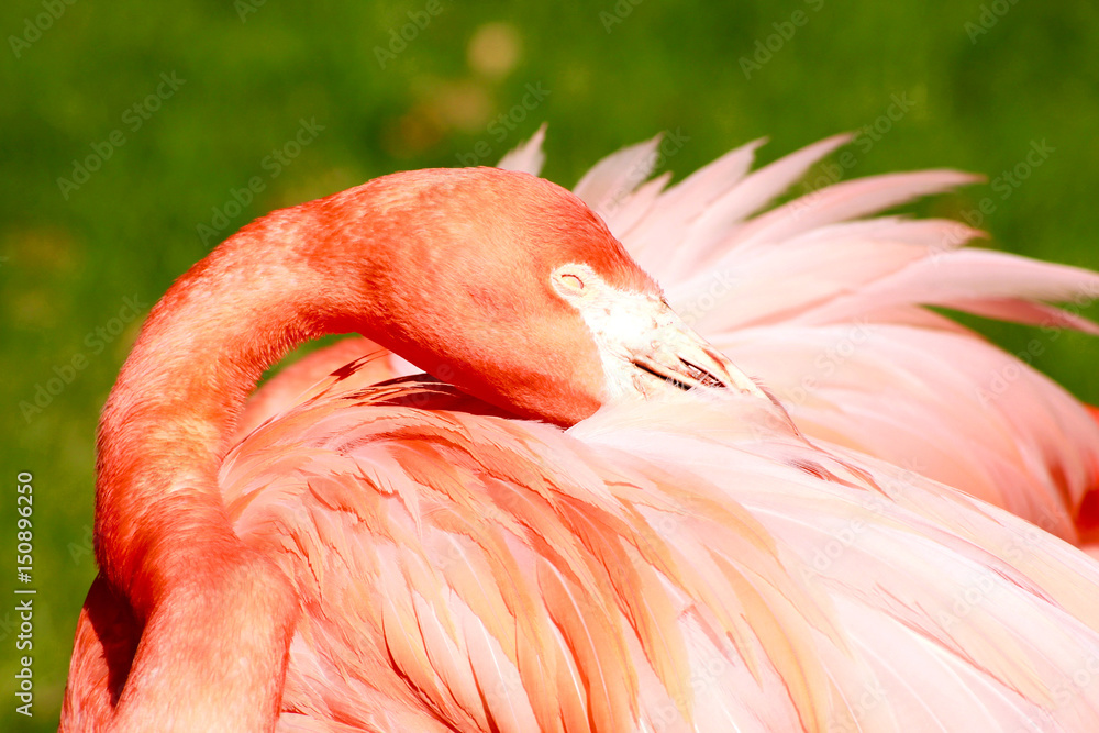 Fototapeta premium Close-up flamingo head