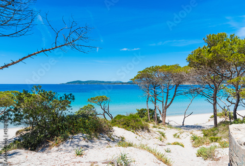 Fototapeta Naklejka Na Ścianę i Meble -  sand dunes and pine trees in Maria Pia beach