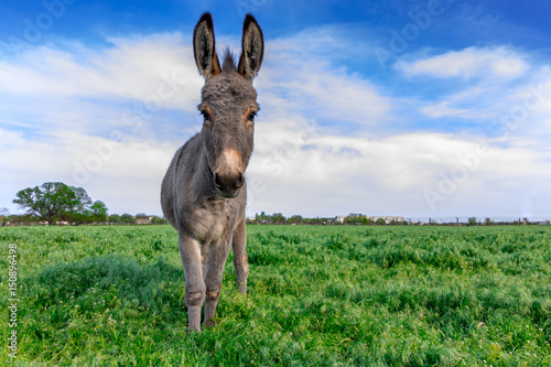 Vászonkép Beautiful donkey in green field with cloudy sky
