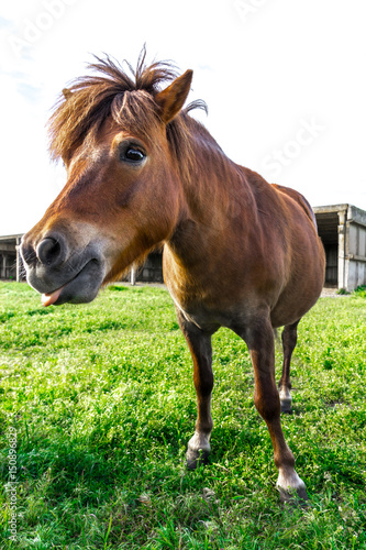 Beautiful horse standing on green meadow