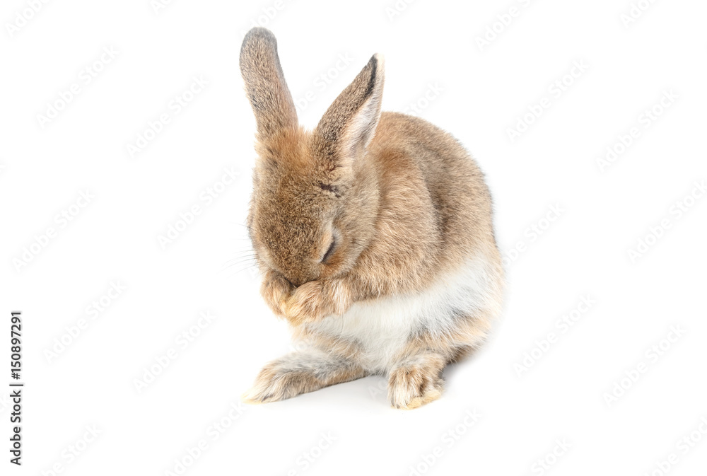 Obraz premium Brown short hair adorable baby rabbit on white background