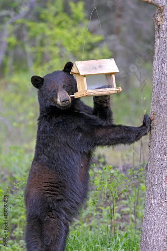 Large female Black Bear reaching for Bird feeder to feed on Sunflower seeds.